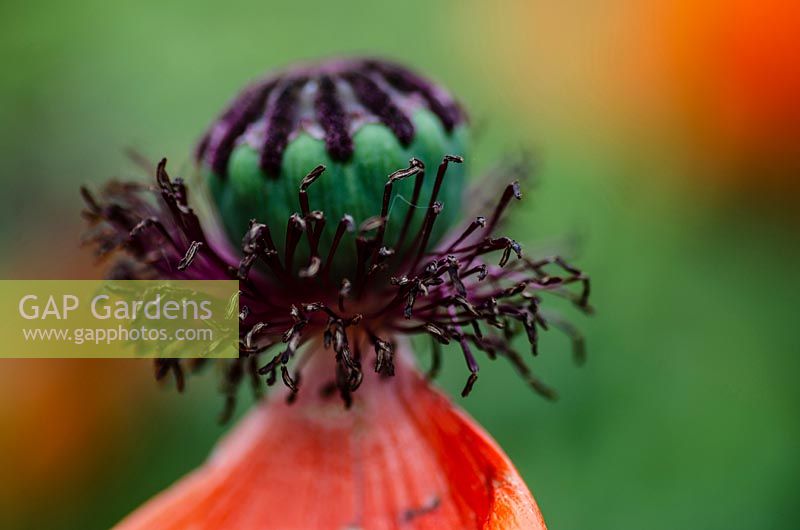 Papaver Orientale - Poppy 