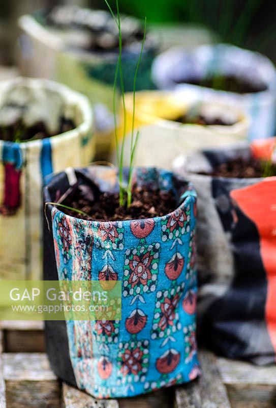 Paper pots made from newspaper with Stipa tenuissima seedlings 