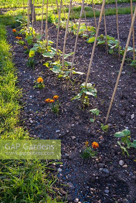 Companion planting of Runner Bens with Marigold