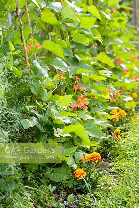 Companion planting of Runner Beans with Marigold