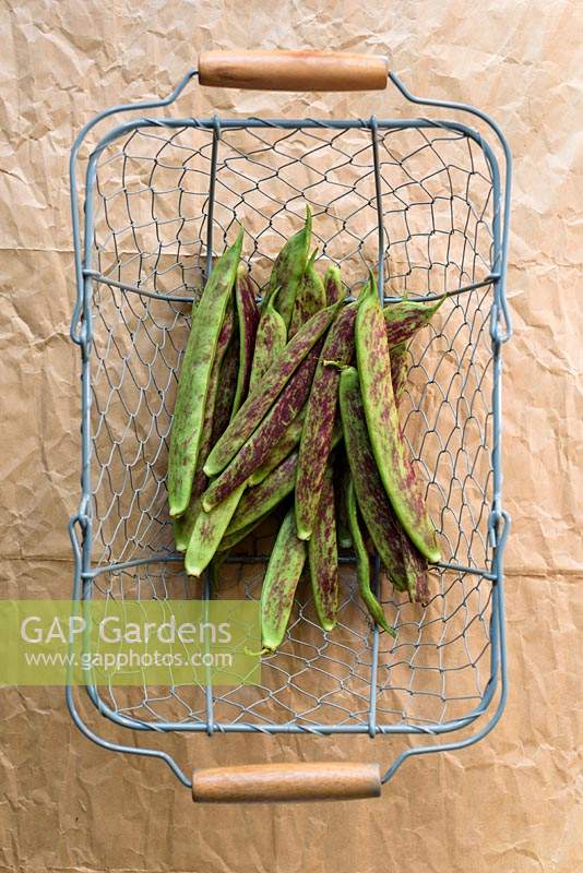 Phaseolus vulgaris - Climbing Bean 'Firetongue' in wire basket. 