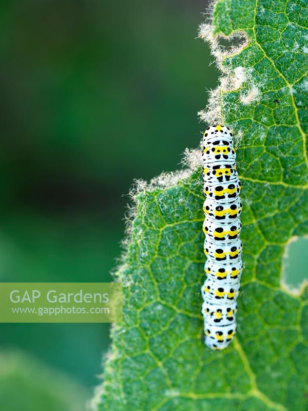 Cucullia verbasci - Mullein moth Caterpillar feeding on Verbascum leaf