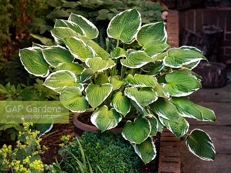 Hosta 'Francee' fortunei, plantain lily - June