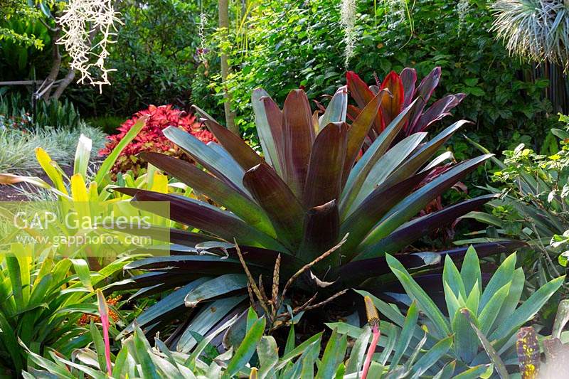 Alcantarea, 'Silver Plum', growing in a tropical style garden.