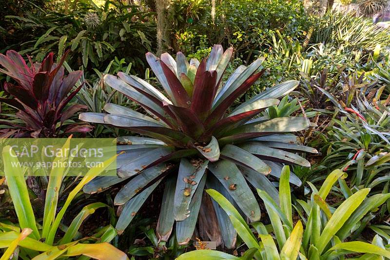 Alcantarea, 'Silver Plum', growing in a tropical style garden.