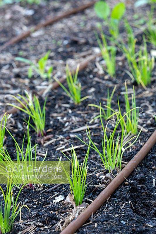 Onion seedlings planted in rows in a vegetable garden with drip irrigation.