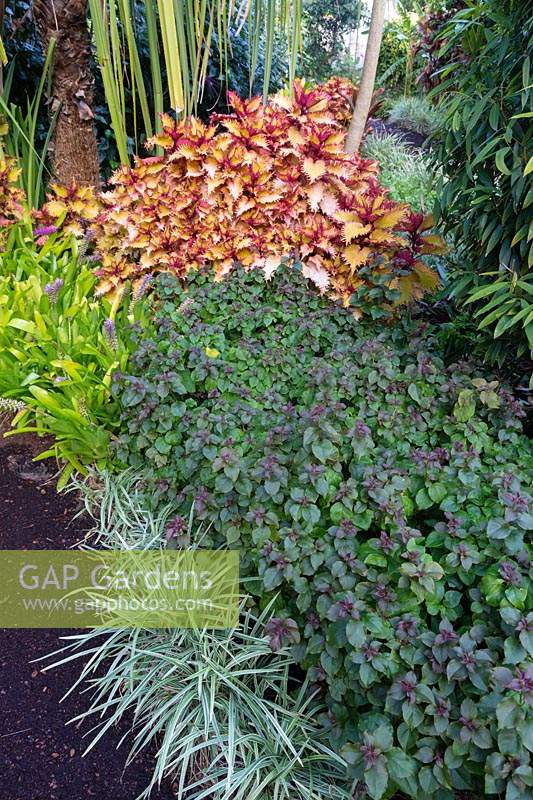 Bougainvillea, 'Jazzi' and Coleus 'Henna' in lush tropical garden featuring