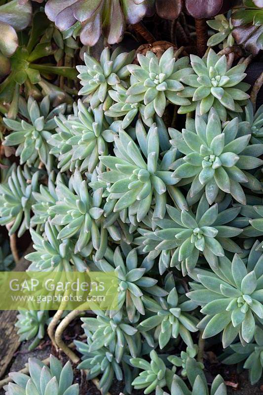 Graptopetalum paraguayense - Ghost Plant succulent spilling over the edge of a pot.