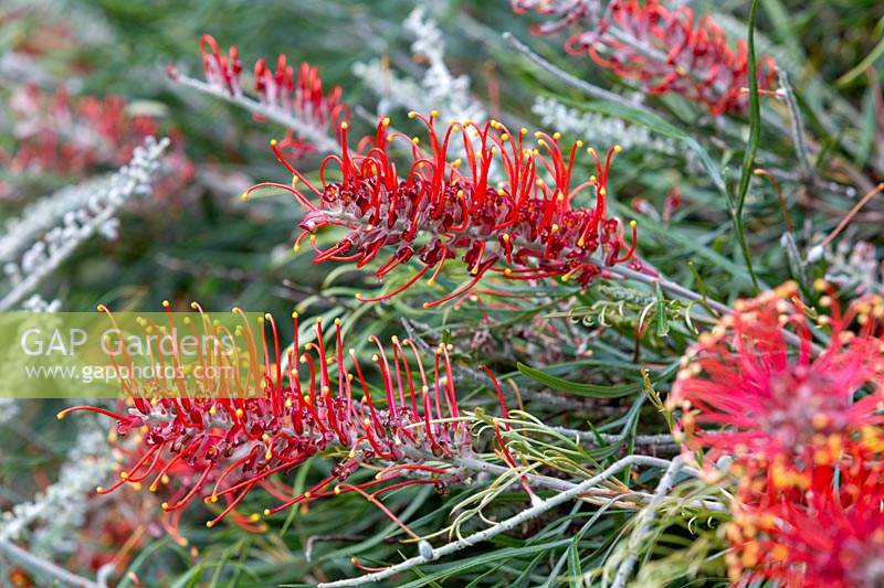 Grevillea banksii, Red Silky Oak