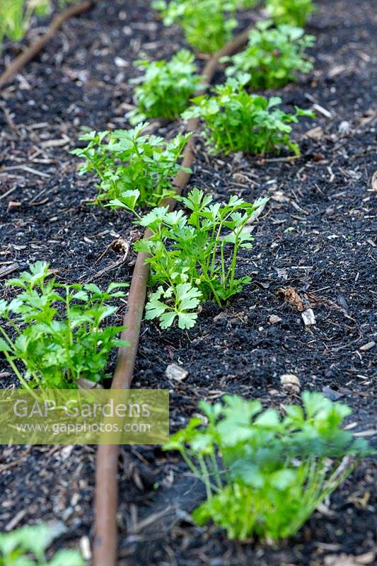 Petroselinum crispum - Flat leaf Parsley seedlings planted in rows with drip irrigation.