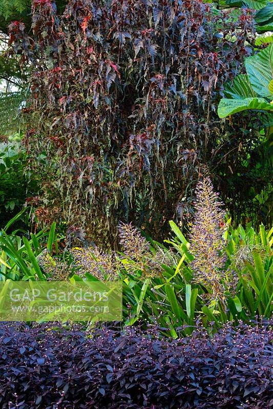 Portea, Alternanthera and Acalypha in a purple and green themed garden