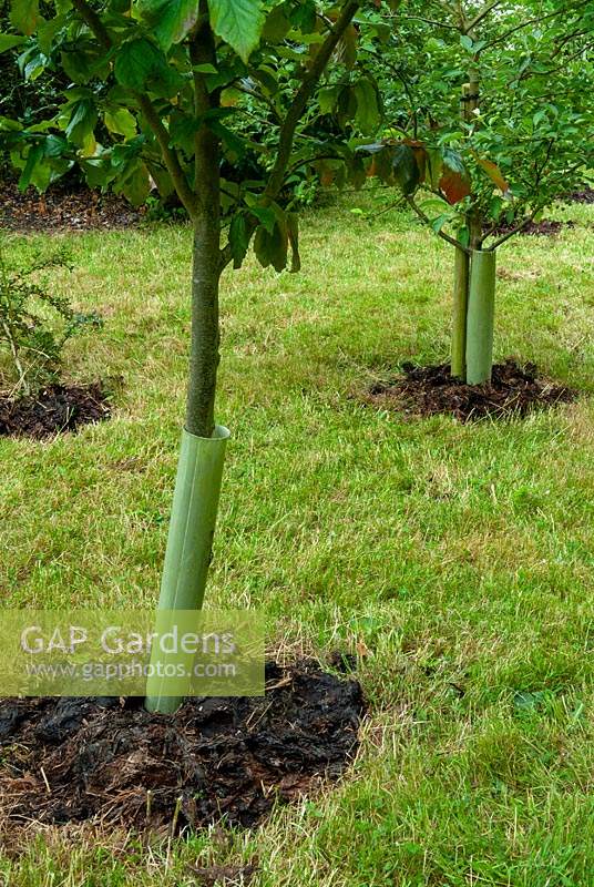 Manure mulch at base of fruit trees, fitted with tree protection tubes - Open Gardens Day, Cratfield, Suffolk