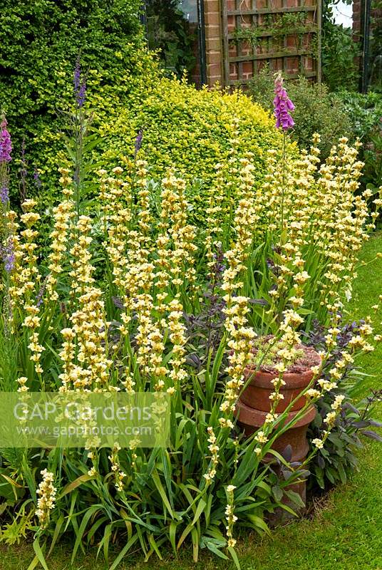 Sisyrinchium striatum, common names Pale Yellow-Eyed-Grass or Satin Flower - Open Gardens Day, Cratfield, Suffolk