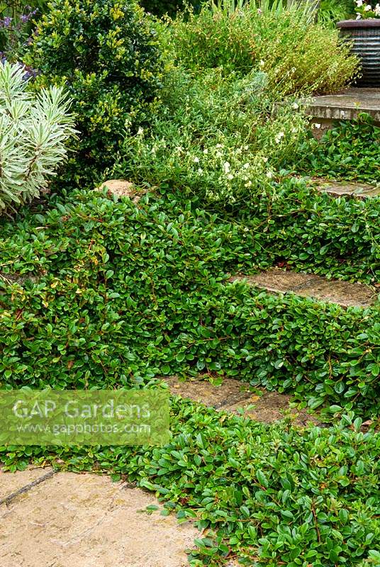 Cotoneaster congestus, Dwarf Cotoneaster, growing on steps to soften their appearance - Open Gardens Day, Haughley, Suffolk