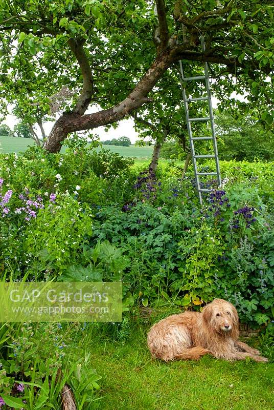 Dog resting in natural garden against border of perennials under old Apple tree - Open Gardens Day, Yoxford, Suffolk