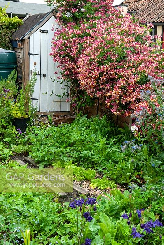 Rustic vegetable bed near garden shed with overhanging Lonicera, Honeysuckle, in full bloom - Open Gardens Day, Yoxford, Suffolk