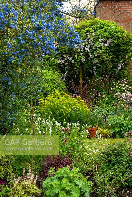 Full borders containing Ceonothus, Clermatis, Euphorbia, Alchemilla mollis, Aqualegia and Heuchera - Open Gardens Day, Yoxford, Suffolk