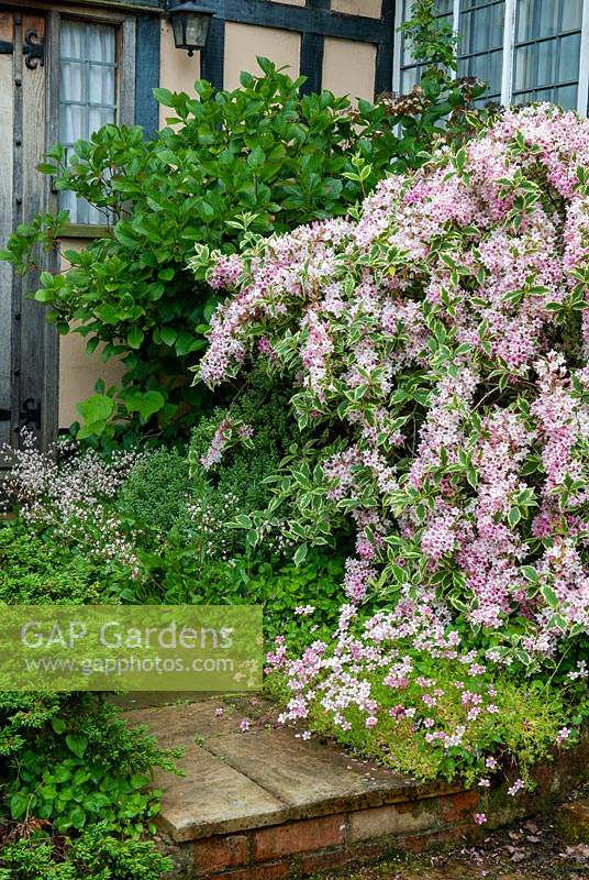 Weigela florida 'Variegata' in full blossom with clump of Saxifraga on step - Open Gardens Day, Yoxford, Suffolk