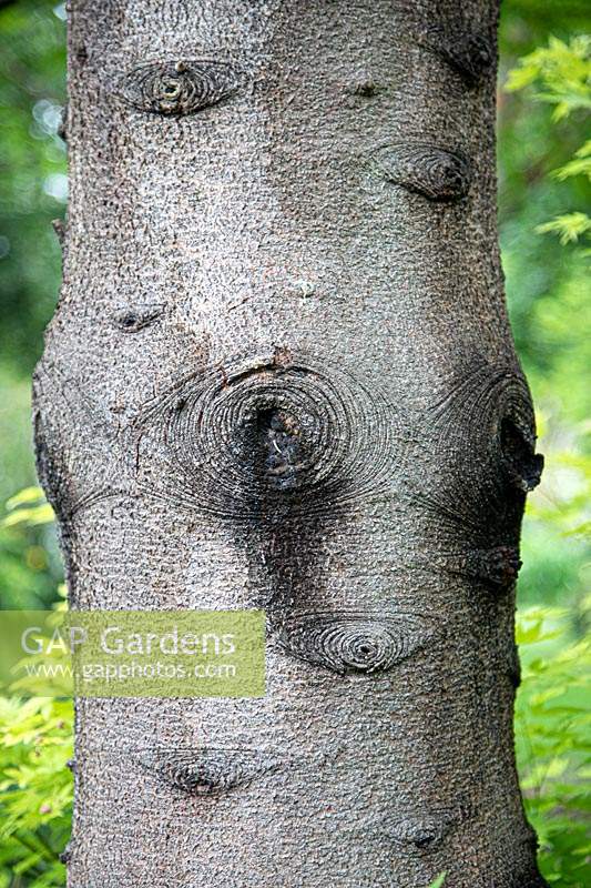 Abies pinsapo 'Glauca' - Glaucous Spanish Fir - detail of bark on trunk