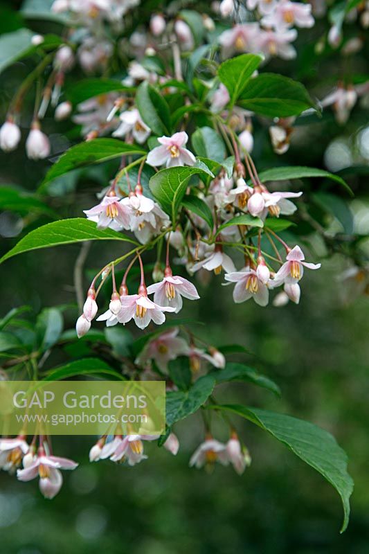 Styrax Japonica 'Pink Chimes' 