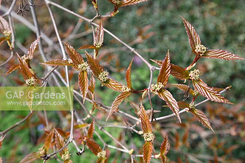 Viburnum setigerum var. sulcatum 