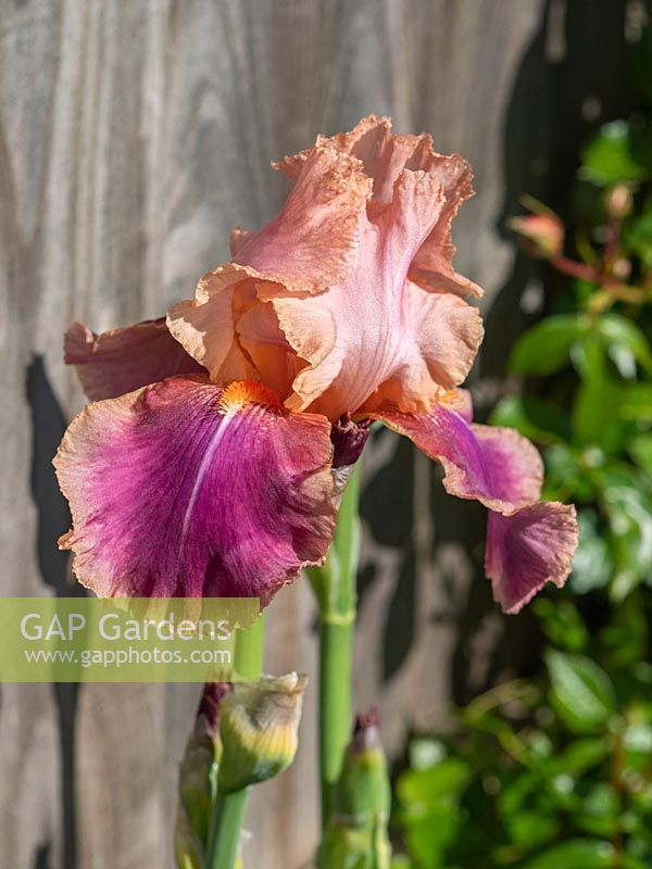 Iris 'Carnaby' Bearded Iris - hot dry position by a fence - spring flowering.