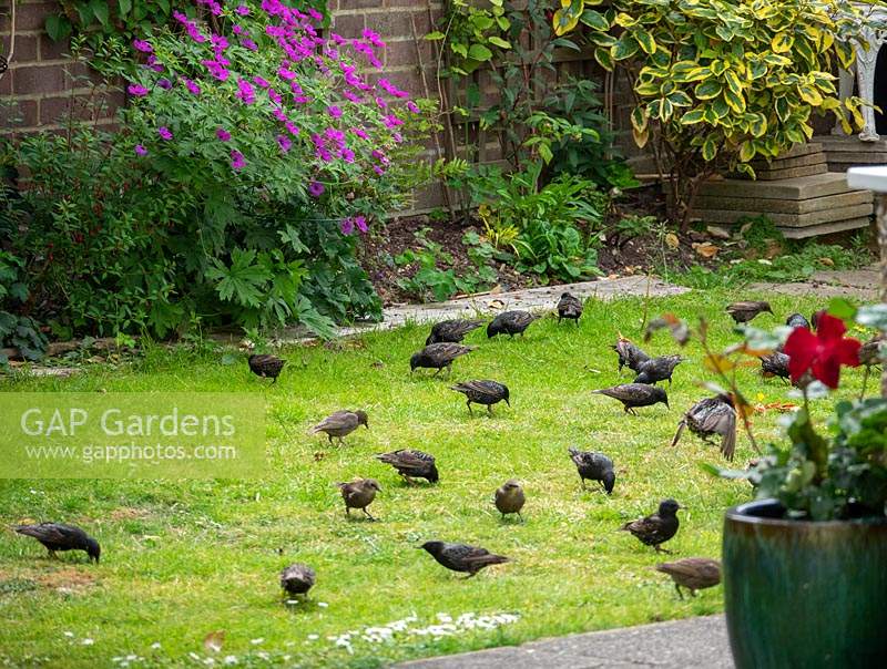 Sturnus vulgaris - Starling family visiting the garden.  