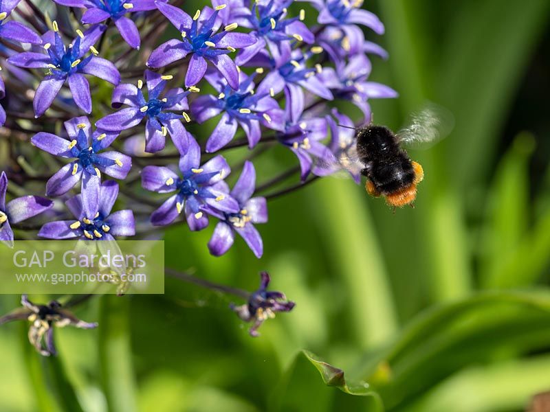 Scilla peruviana - Bee visiting spring flowering blue flowers. 