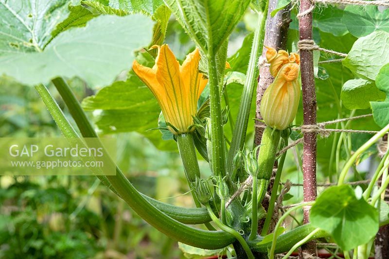 Cucurbita pepo - Climbing Courgette 'Black forest' in a large pot with a garden twine support