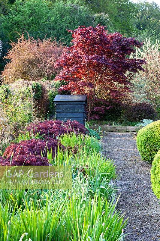 Border with Acer palmatum var.dissectum 'Inaba-Shidare' growing through foliage of Allium and Crocosmia. in The Vegetable Garden. 