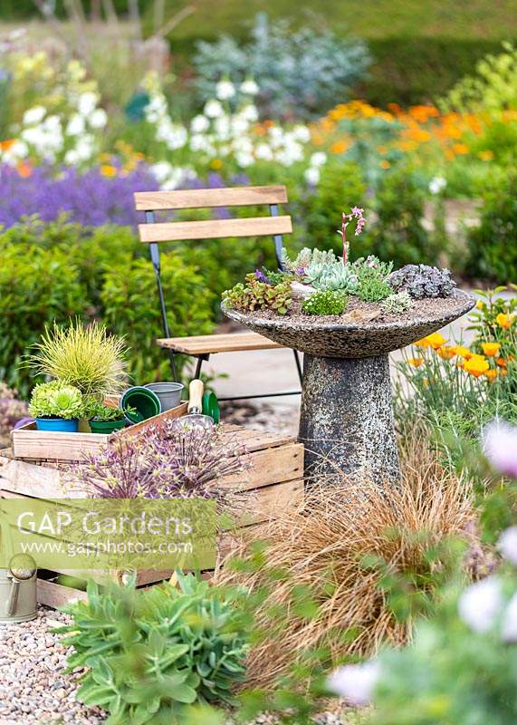 A leaking stone bird bath is transformed into a planter for succulent and alpine plants