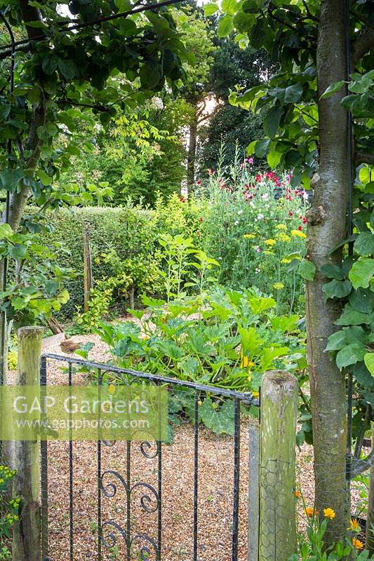 Gateway in to the kitchen garden with trained Malus domestica 'Norfolk Beefing' - Apple - trees, flanking the entrance and a juvenile Erithacus rubecula - Robin - perched on the gate. Gate has chickenwire over it as a barrier to rabbits. 