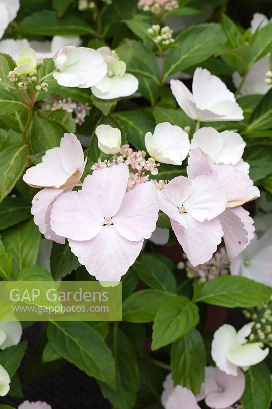 Hydrangea 'Runaway Bride' Snow White