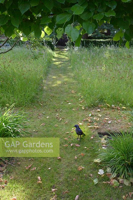 Mown paths with a Corvus - Jackdaw - bird, in orchard 