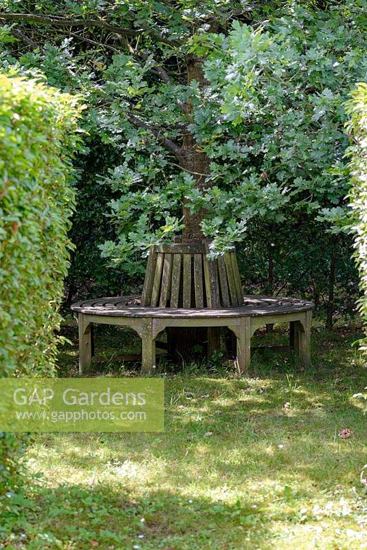 Wooden circular seat around a Quercus robur - English Oak - tree 