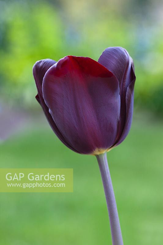 Tulipa 'Black Charm' - Tulip