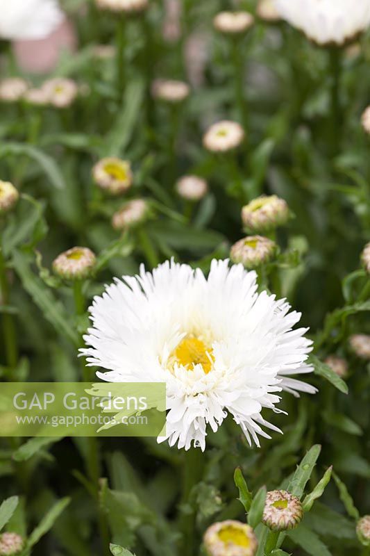 Leucanthemum 'Cloud Cumulus' 