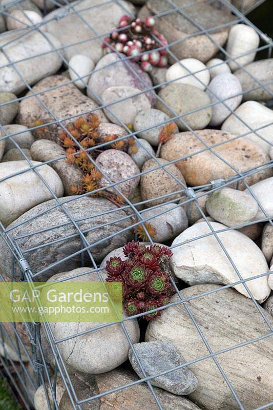Gabion walls filled with large cobbles and Sempervivums