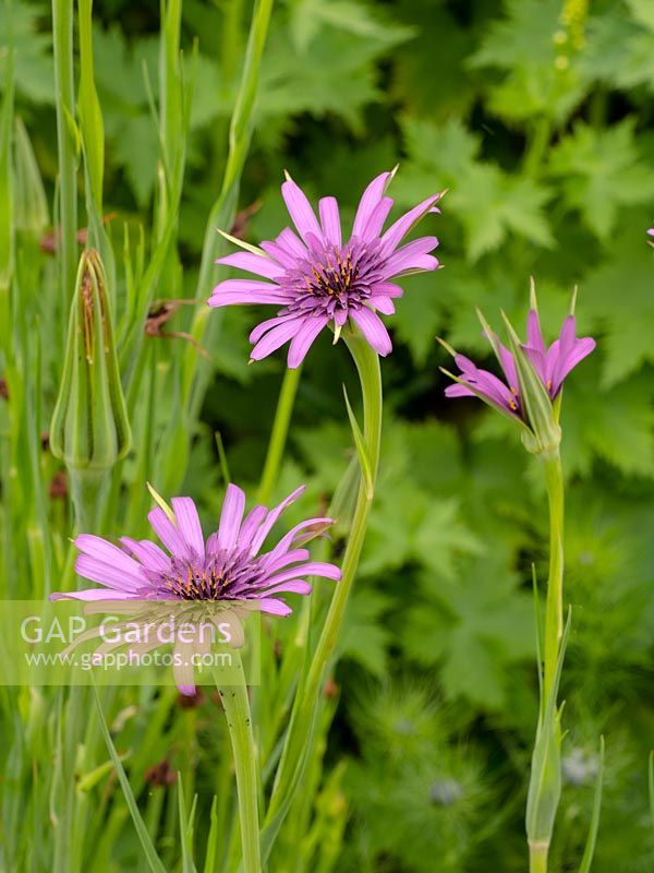 Tragopogon porrifolius  - Salsify