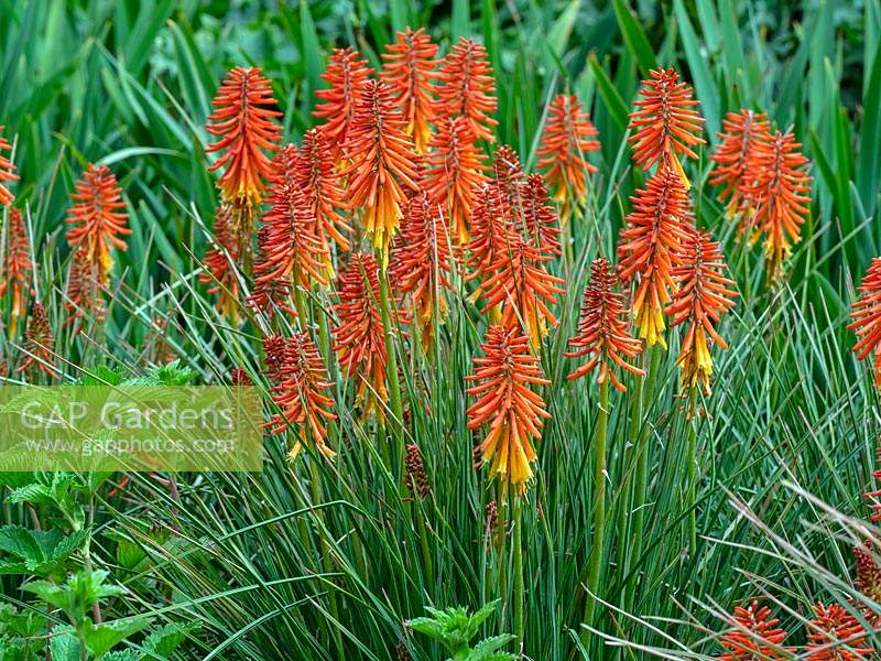 Kniphofia 'Right on' - Red Hot Poker 