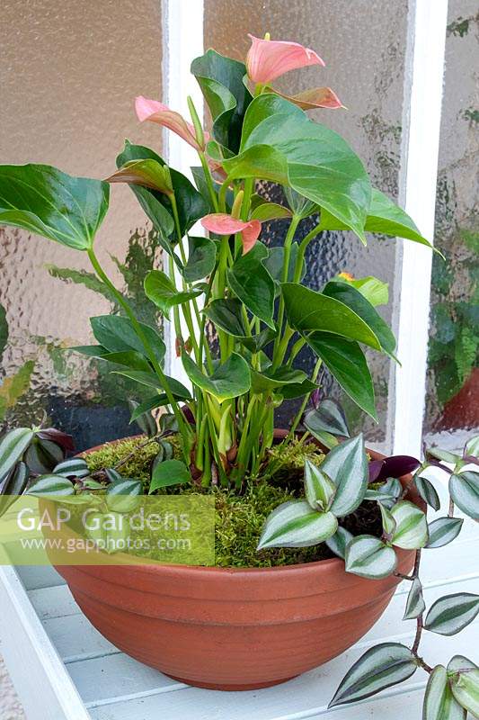 Anthurium andraeanum in a large bowl container with Tradescantia zebrina.