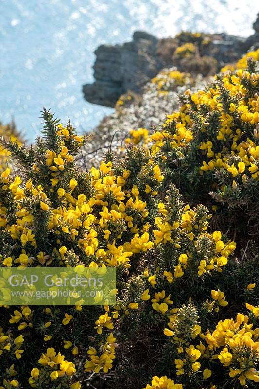 Ulex europaeus - common gorse in south Devon, UK.
