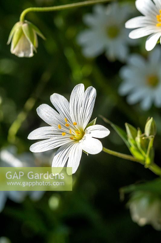 Rabelera holostea - Greater Stitchwort
