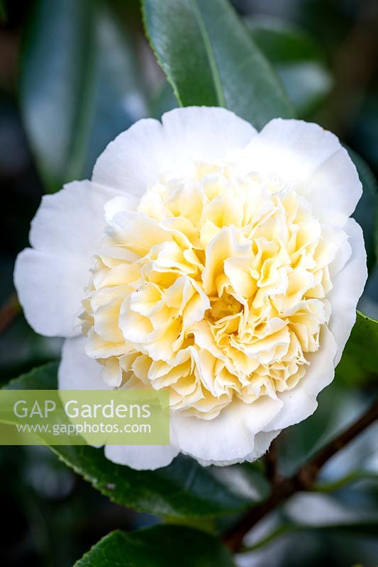 Camellia japonica 'Brushfields Yellow' - Camellia 'Brushfields Yellow'