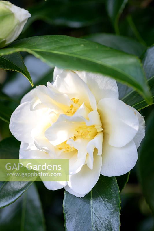 Camellia japonica 'White Empress' - Camellia 'White Empress'