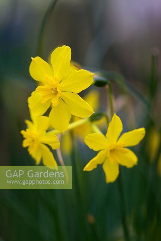 Narcissus fernandesii var. cordubensis - Fernandes daffodil