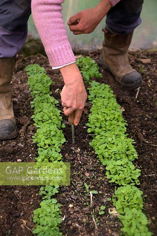 Woman gardener using a paint scraper to weed between rows of seedlings of Eruca vesicaria - Rocket 'Coltivata'