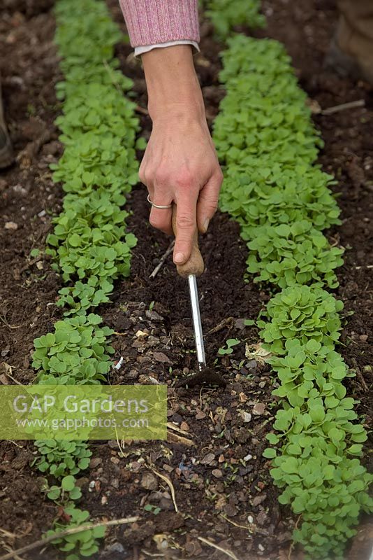 Woman gardener using a paint scraper to weed between rows of seedlings of Eruca vesicaria - Rocket 'Coltivata'