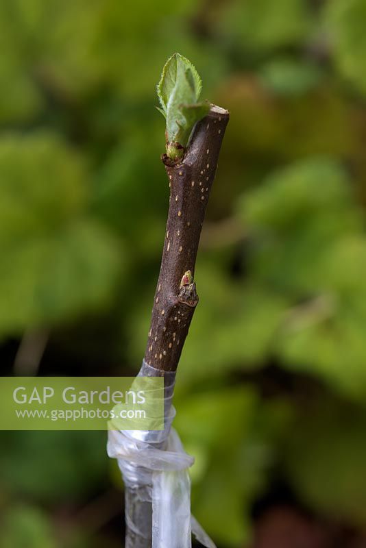 Grafting apple variety - Malus 'Ashmeads Kernel' scion grafted onto MM106 rootstock in February and growing away by early April.