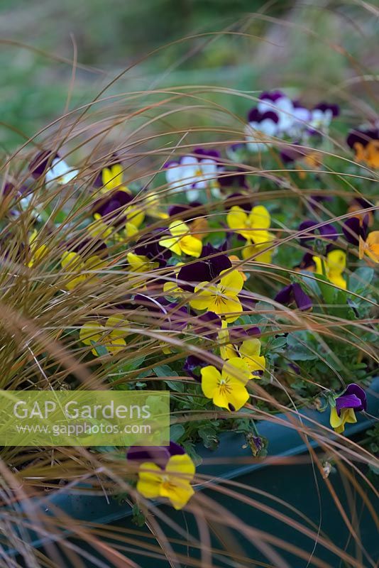 Viola 'Duet Mioxed' with Carex flagellifera in an overwintered pot planting